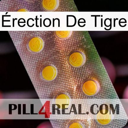 Érection De Tigre new11